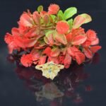 Flower Ring